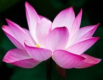 survivor-flower